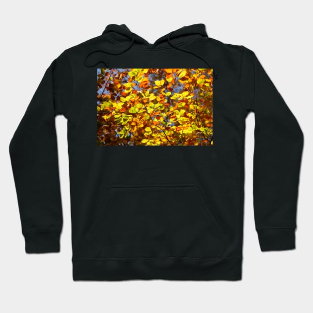 Brightly colored autumn leaves on a beech tree Hoodie by Kruegerfoto